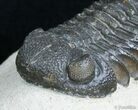 Detailed Phacops Speculator Trilobite - Great Eyes #3123-1